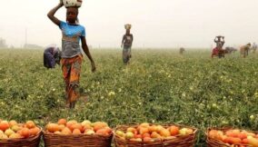 Tomato farmers decry impact of post-harvest loss, call for FG intervention