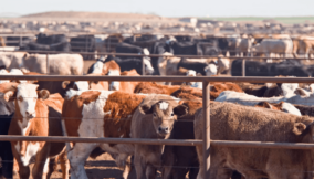 Group to train 7,200 livestock breeders to boost value-chain