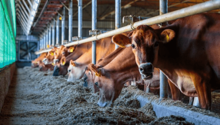 FG proposes N11.8bn for Livestock Ministry in 2025