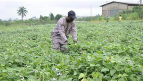 Top 10 high-yield crops to grow for profit in Nigeria